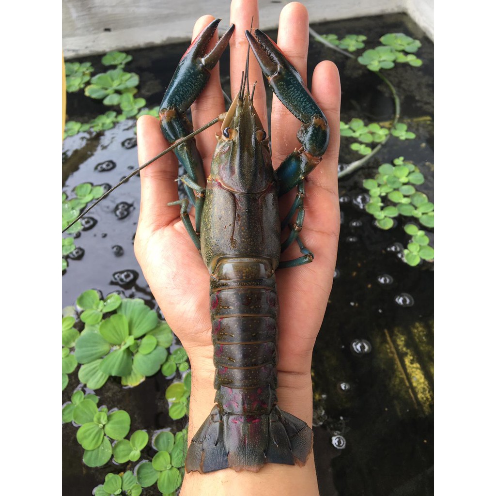 Panduan Lengkap Perawatan Lobster Hingga Siap Produksi