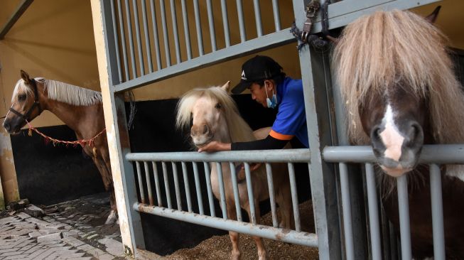 Panduan Lengkap Perawatan Kuda Poni dan Biaya Perawatannya di Indonesia