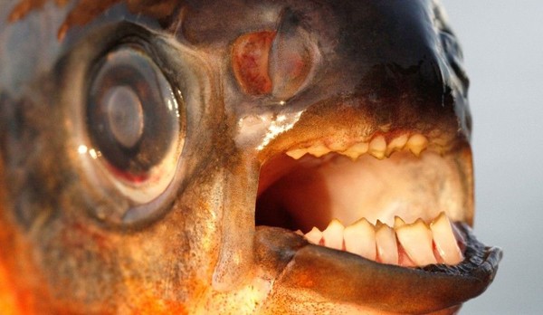 Panduan Lengkap Perawatan Ikan Pacu: Memelihara Ikan Raksasa dari Sungai Amazon