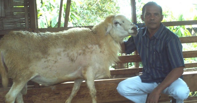 Panduan Perawatan Kambing dari Lahir sampai Dewasa Siap Produksi: Strategi Komprehensif untuk Peternakan Sukses