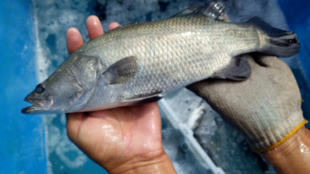 Pembibitan sampai Produksi Ikan Kakap Putih: Panduan Lengkap