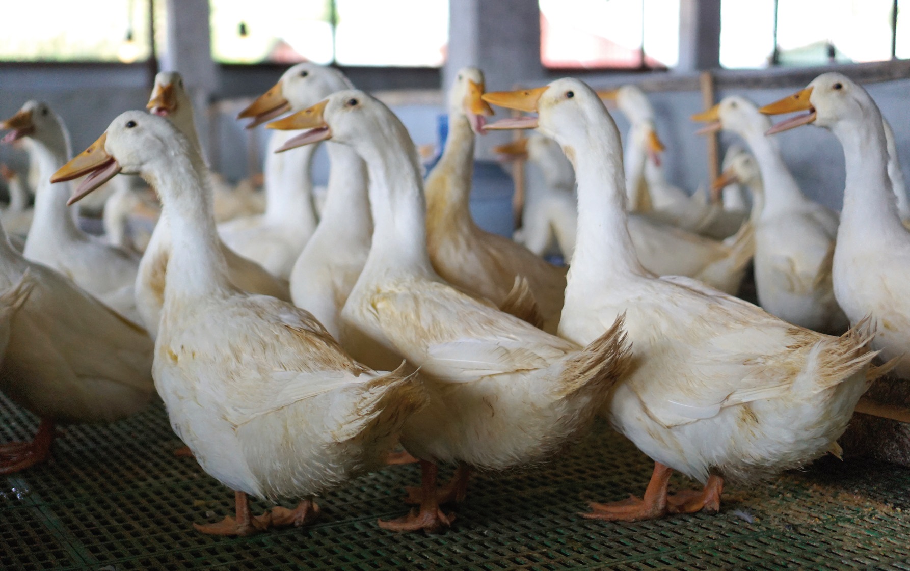 Panduan Perawatan Bebek Peking dari 0 Hari hingga Siap Produksi