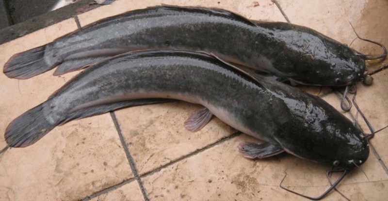 Panduan Perawatan Ikan Lele dari 0 Hari hingga Siap Produksi: Langkah-Langkah Lengkap dan Praktis