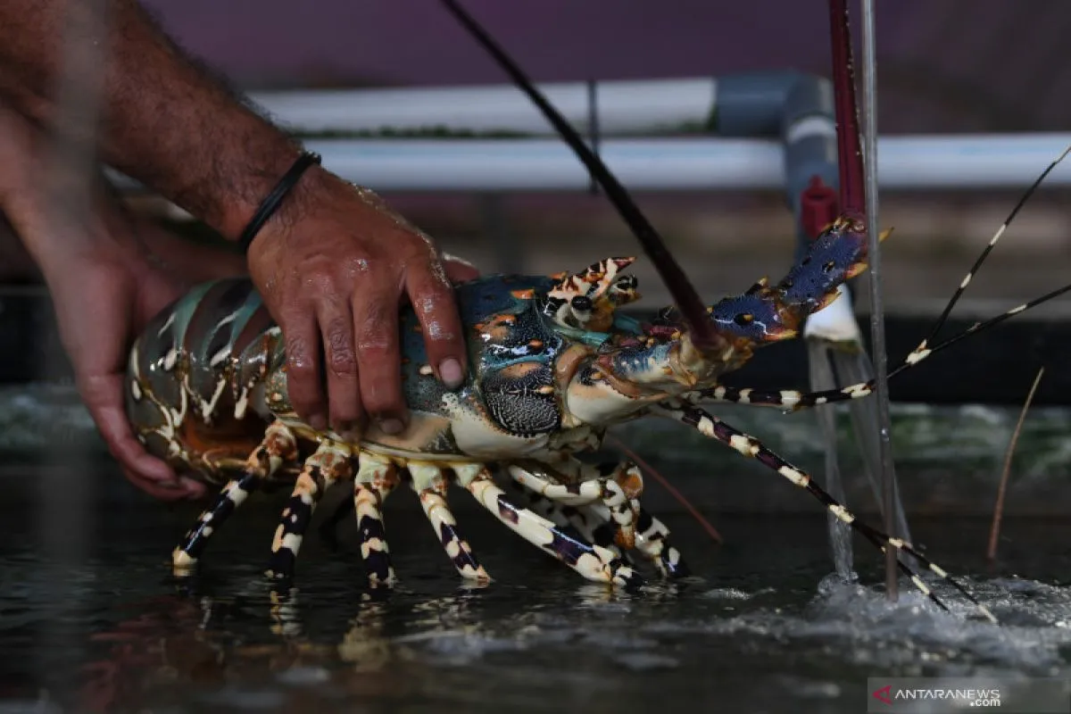 Panduan Lengkap Perawatan Lobster Laut Hingga Siap Produksi: Teknik Budidaya Modern untuk Hasil Optimal