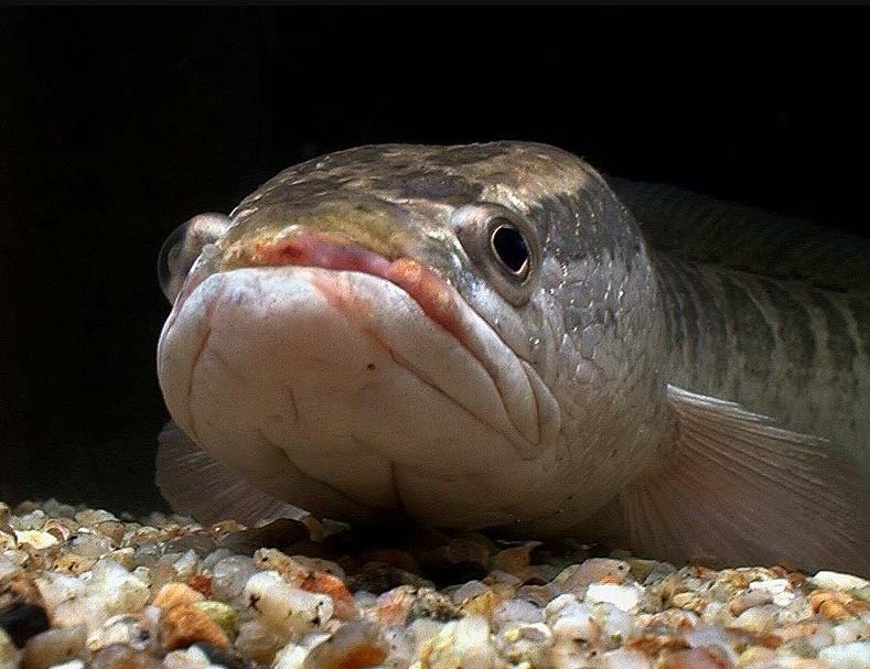 Panduan Lengkap Perawatan Ikan Gabus hingga Siap Produksi