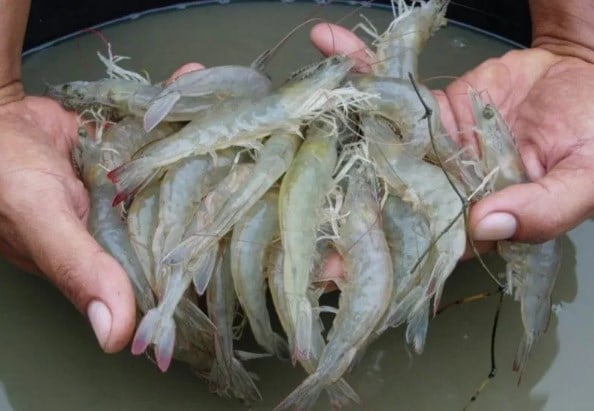 Panduan Lengkap Perawatan Udang Air Tawar Hingga Siap Produksi