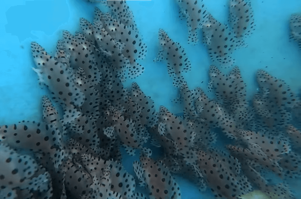 Panduan Lengkap Perawatan dan Pembibitan Ikan Kerapu untuk Pemula
