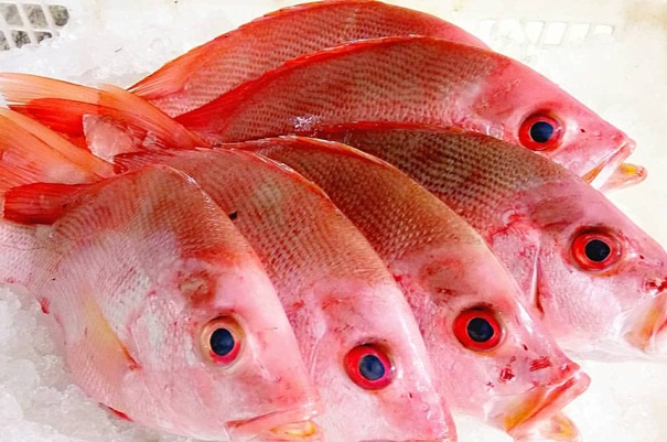 Panduan Lengkap Perawatan Ikan Kakap Merah Hingga Siap Produksi