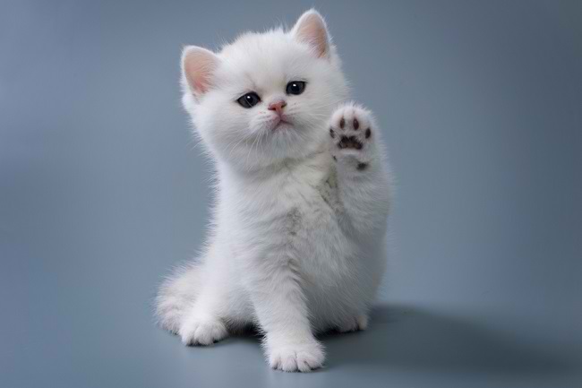 Panduan Lengkap Perawatan Kucing dari Bayi: Rinci, Profesional, dan Terorganisir