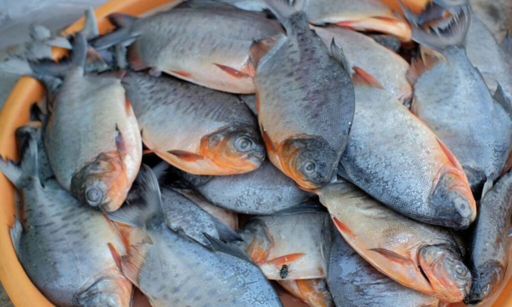 Panduan Perawatan Ikan Bawal dari 0 Hari hingga Siap Produksi