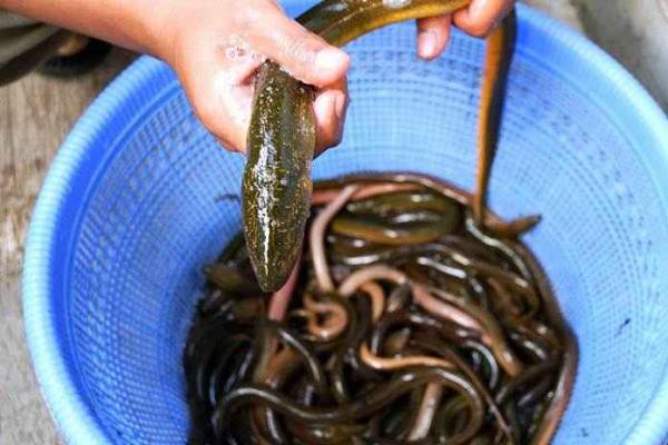 Panduan Perawatan Belut dari 0 Hari hingga Siap Produksi