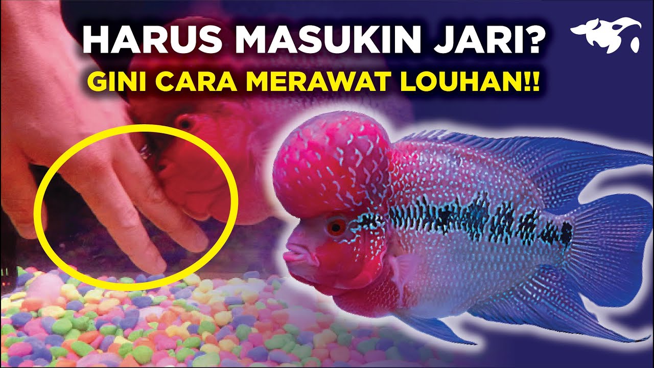 Panduan Lengkap Perawatan Ikan Louhan dan Biaya Perawatannya di Indonesia