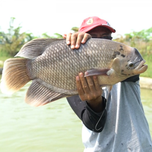 Panduan Lengkap Perawatan Ikan Gurame dari Lahir sampai Dewasa Siap Produksi