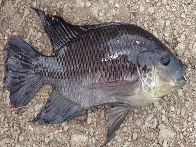 Panduan Perawatan Ikan Mujair dari 0 Hari hingga Siap Produksi