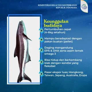 Pembibitan hingga Produksi Ikan Cobia (Lemadang)