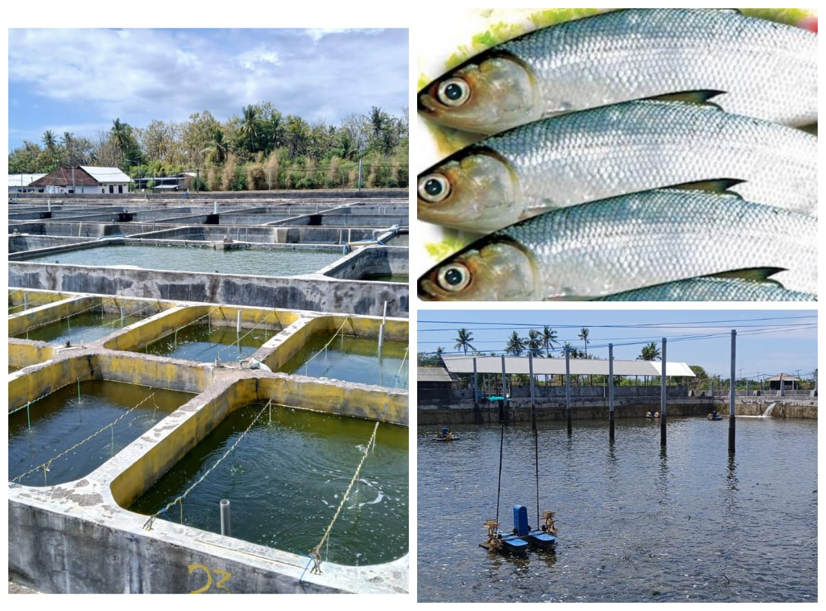 Pembibitan hingga Produksi Ikan Bandeng Laut di Indonesia