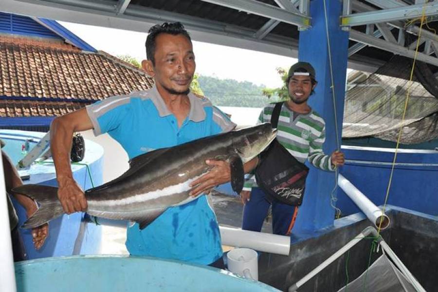 Pembibitan sampai Produksi Ikan Cobia (Ikan Lemadang / Rachycentron canadum)