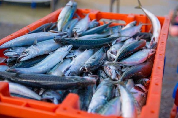 Pembibitan hingga Produksi Ikan Tenggiri