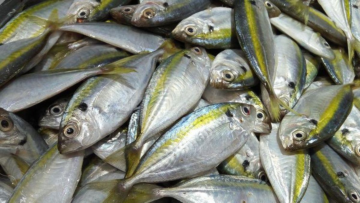 Pembibitan hingga Produksi Ikan Kembung: Tantangan dan Peluang di Indonesia