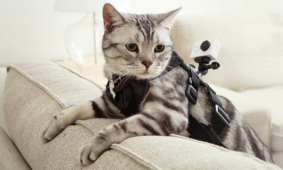 Rawat Hewan Ala Crazy Pet Lover