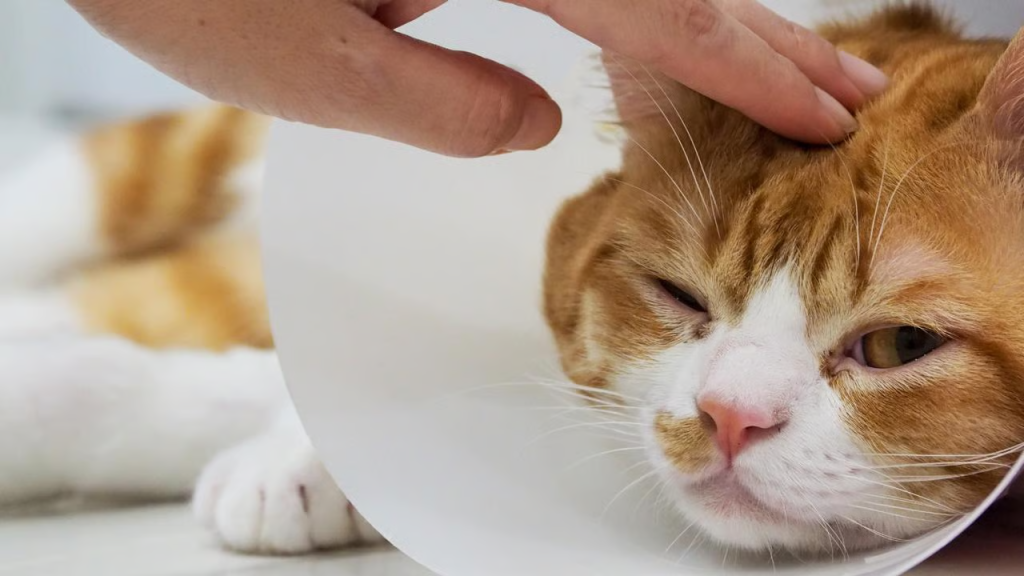 Jangan Abaikan Tanda Hewan Peliharaan Sakit: Panduan Lengkap untuk Pet Lovers Indonesia 2025
