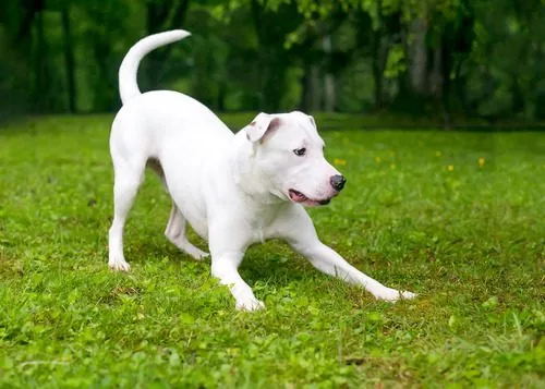 Jangan Abaikan Tanda Hewan Peliharaan Sakit: Panduan Lengkap untuk Pet Lovers Indonesia 2025
