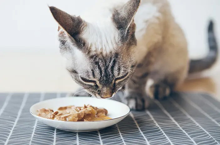 Rahasia Bulu Kucing Lebat & Sehat: Panduan Lengkap 2025