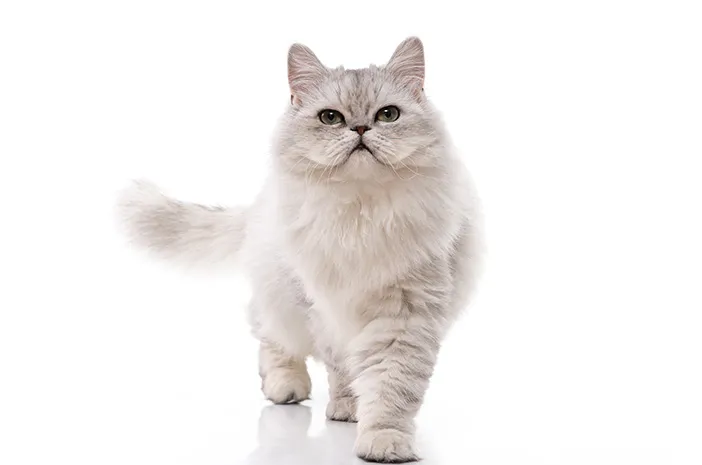 Rahasia Bulu Kucing Lebat & Sehat: Panduan Lengkap 2025