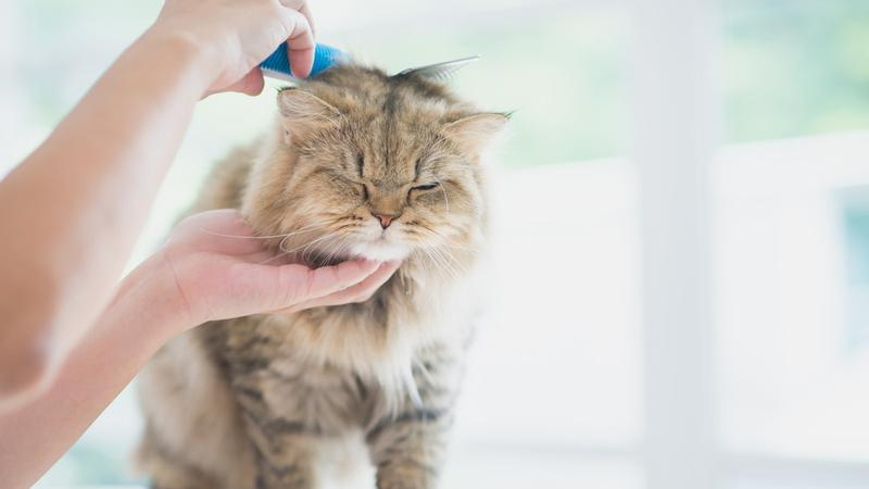 Rahasia Bulu Kucing Lebat & Sehat: Panduan Lengkap 2025