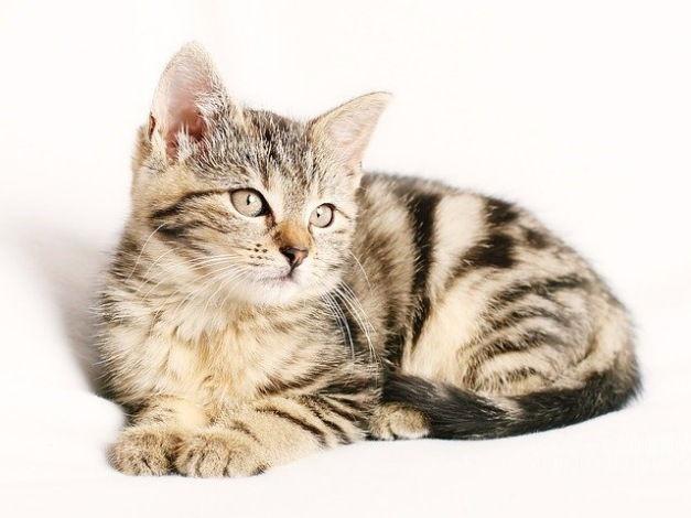Rahasia Bulu Kucing Lebat & Sehat: Panduan Lengkap 2025