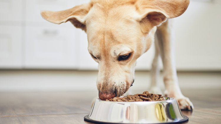 Perawatan Murah Meriah Hewan Sehat & Happy: Panduan Hemat untuk Pet Lovers Indonesia 2025