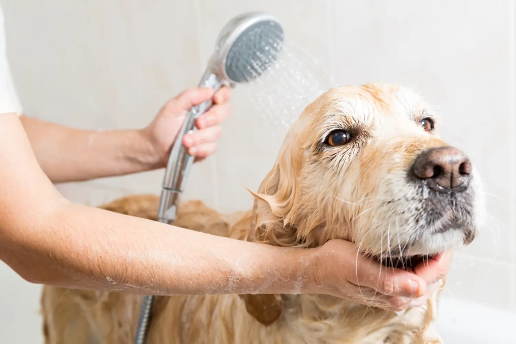 Perawatan Murah Meriah Hewan Sehat & Happy: Panduan Hemat untuk Pet Lovers Indonesia 2025