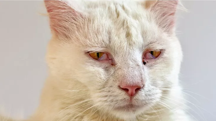 Cara Merawat Kucing untuk Pemula 2025: Panduan Lengkap Berbasis Data 7 Cara Merawat Kucing untuk Pemula 2025: Panduan Lengkap Berbasis Data