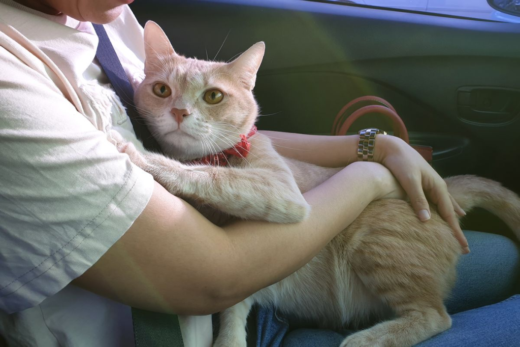 Cara Merawat Kucing untuk Pemula 2025: Panduan Lengkap Berbasis Data 9 Cara Merawat Kucing untuk Pemula 2025: Panduan Lengkap Berbasis Data