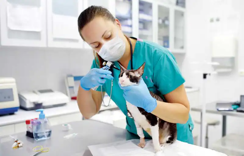 Perawatan Murah Meriah Hewan Sehat & Happy: Panduan Hemat untuk Pet Lovers Indonesia 2025