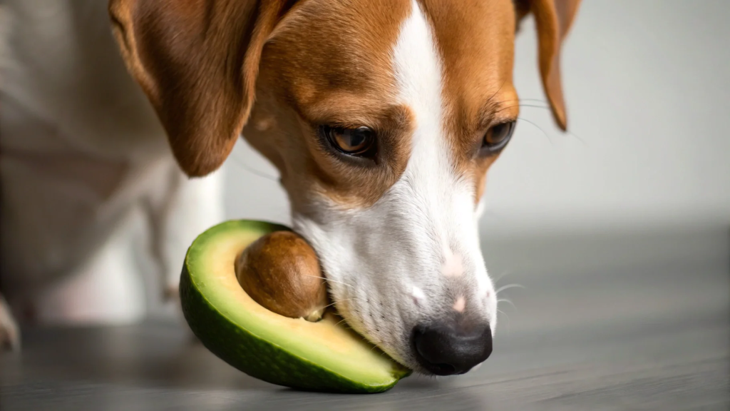 5 Makanan Sehari-hari Berbahaya untuk Anjing di 2025: Panduan Lengkap untuk Pet Lovers Indonesia 5 5 Makanan Sehari-hari Berbahaya untuk Anjing di 2025: Panduan Lengkap untuk Pet Lovers Indonesia
