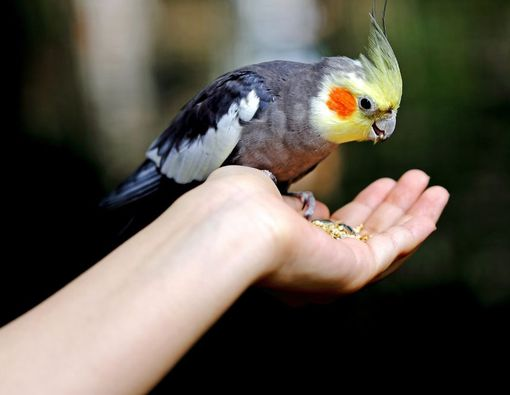 Cara Jaga Kebersihan Burung Peliharaan Rumah 2025: Panduan Lengkap untuk Gen Z 5 Cara Jaga Kebersihan Burung Peliharaan Rumah 2025: Panduan Lengkap untuk Gen Z