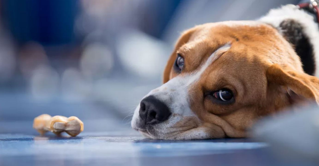 5 Makanan Sehari-hari Berbahaya untuk Anjing di 2025: Panduan Lengkap untuk Pet Lovers Indonesia 7 5 Makanan Sehari-hari Berbahaya untuk Anjing di 2025: Panduan Lengkap untuk Pet Lovers Indonesia