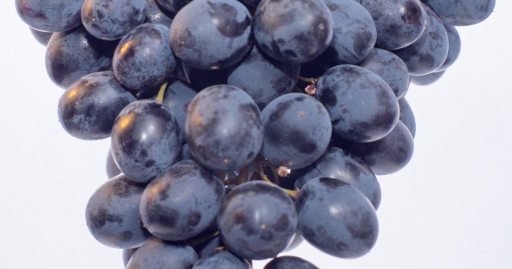 5 Makanan Sehari-hari Berbahaya untuk Anjing di 2025: Panduan Lengkap untuk Pet Lovers Indonesia 4 5 Makanan Sehari-hari Berbahaya untuk Anjing di 2025: Panduan Lengkap untuk Pet Lovers Indonesia