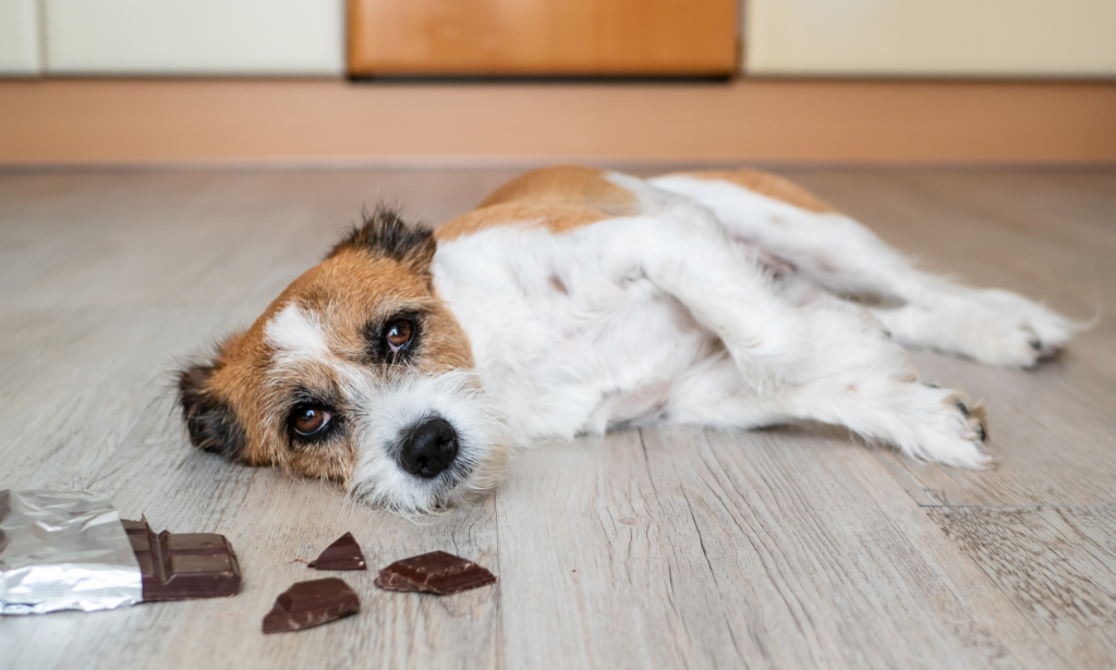 5 Makanan Sehari-hari Berbahaya untuk Anjing di 2025: Panduan Lengkap untuk Pet Lovers Indonesia 2 5 Makanan Sehari-hari Berbahaya untuk Anjing di 2025: Panduan Lengkap untuk Pet Lovers Indonesia