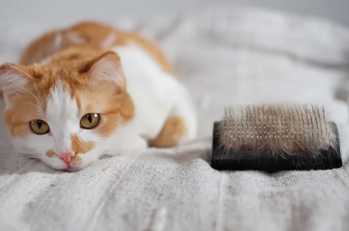 Rahasia Bulu Kinclong dan Kesehatan Hewan Peliharaan: 7 Tips Terbukti untuk Gen Z Pet Lovers 7 Rahasia Bulu Kinclong dan Kesehatan Hewan Peliharaan: 7 Tips Terbukti untuk Gen Z Pet Lovers