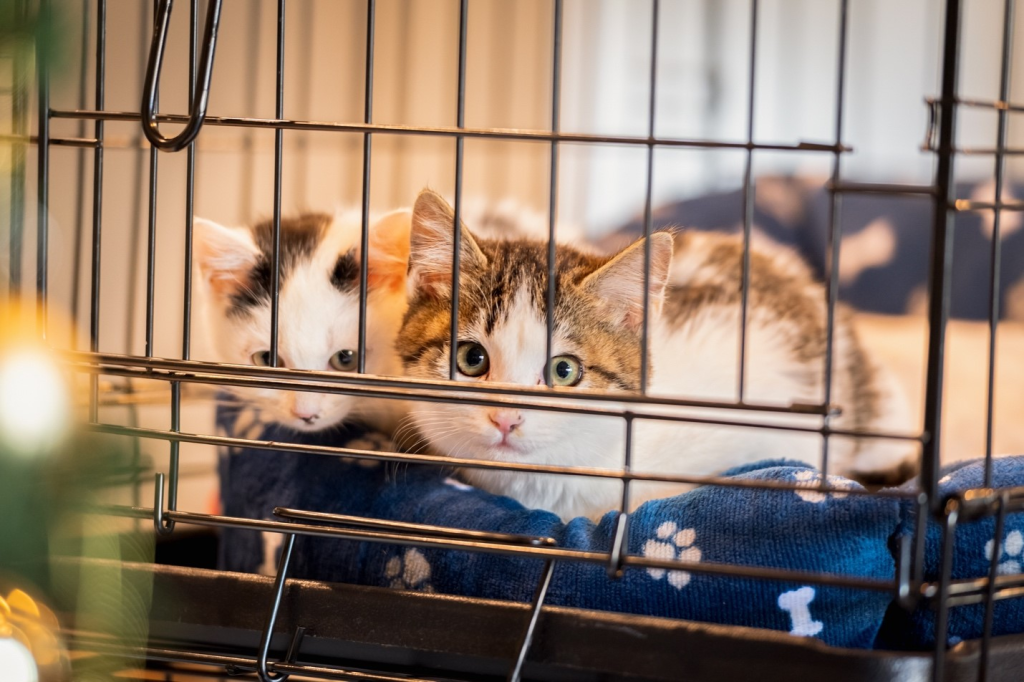 Panduan Harian Cuci Kandang & Cek Kesehatan Hewan: Lindungi Hewan dari Risiko Buruk Cuaca Ekstrem dan Jaga Tetap Sehat! 3 Panduan Harian Cuci Kandang & Cek Kesehatan Hewan: Lindungi Hewan dari Risiko Buruk Cuaca Ekstrem dan Jaga Tetap Sehat!