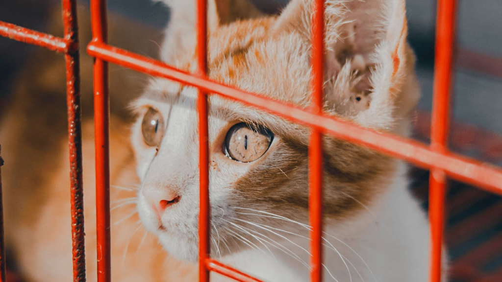 Panduan Harian Cuci Kandang & Cek Kesehatan Hewan: Lindungi Hewan dari Risiko Buruk Cuaca Ekstrem dan Jaga Tetap Sehat! 4 Panduan Harian Cuci Kandang & Cek Kesehatan Hewan: Lindungi Hewan dari Risiko Buruk Cuaca Ekstrem dan Jaga Tetap Sehat!