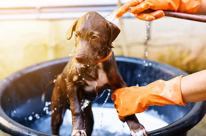 Sisir Bulu Anjing Harian: Solusi Praktis Gen Z 2025 Kurangi Alergi & Rontok di Rumah 6 Sisir Bulu Anjing Harian: Solusi Praktis Gen Z 2025 Kurangi Alergi & Rontok di Rumah