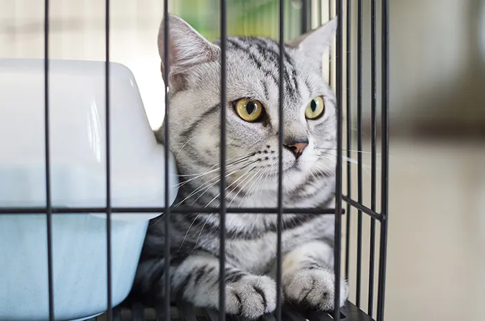 Panduan Harian Cuci Kandang & Cek Kesehatan Hewan: Lindungi Hewan dari Risiko Buruk Cuaca Ekstrem dan Jaga Tetap Sehat! 2 Panduan Harian Cuci Kandang & Cek Kesehatan Hewan: Lindungi Hewan dari Risiko Buruk Cuaca Ekstrem dan Jaga Tetap Sehat!