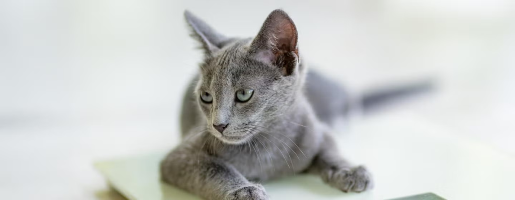 Berat Ideal Hewan Peliharaan Pantau Mingguan 2026 3 Berat Ideal Hewan Peliharaan Pantau Mingguan 2026