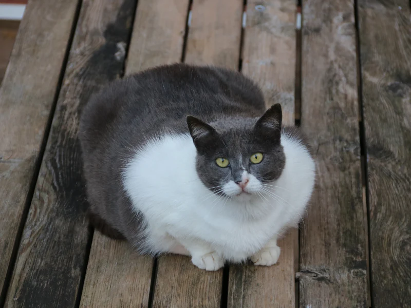 Berat Ideal Hewan Peliharaan Pantau Mingguan 2026 4 Berat Ideal Hewan Peliharaan Pantau Mingguan 2026