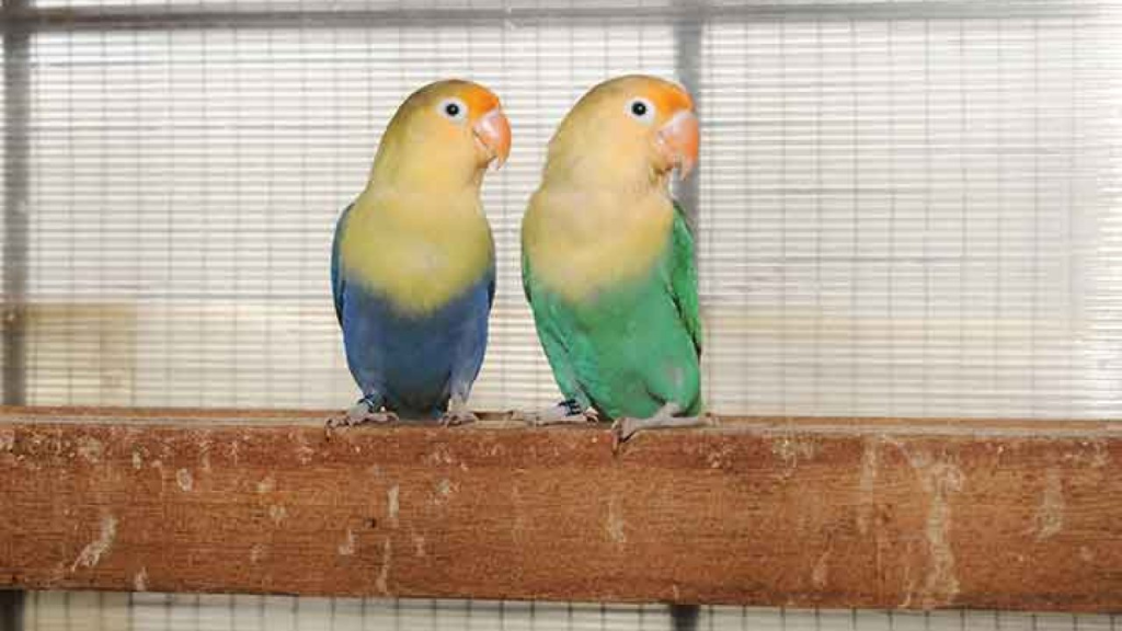 Rahasia Lovebird Juara: 5 Cara Terbukti 2026