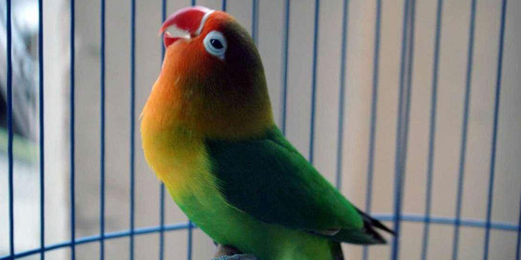 Rahasia Lovebird Juara: 5 Cara Terbukti 2026