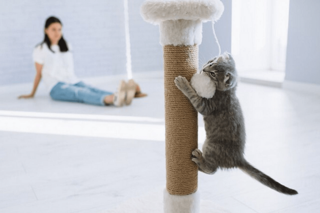 Main 30 Menit Sehari, Cara Ampuh Cegah Obesitas pada Kucing - ilustrasi kucing bermain aktif